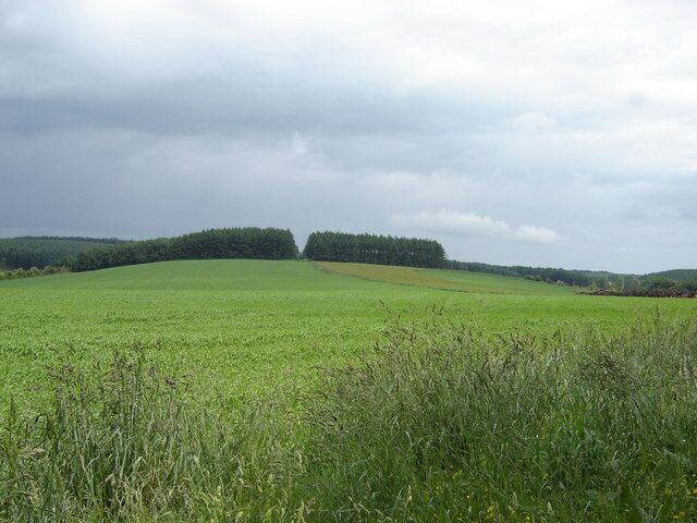 Un campo verde con un bosque a lo lejos y un cielo nublado.
