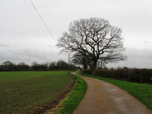 Oaks by footpath and access road to Mallards Farm and Old Songhurst Farm