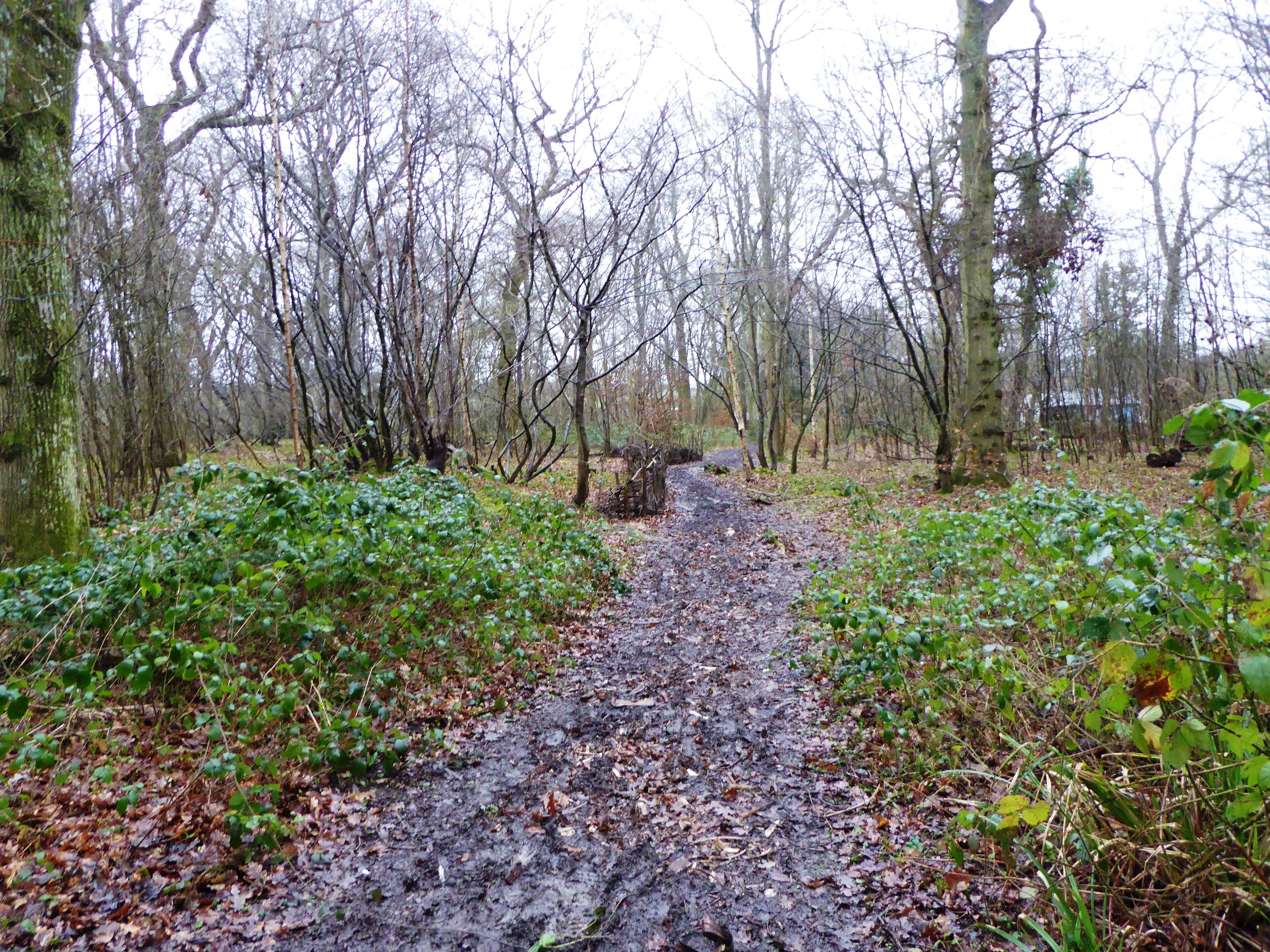 A muddy forest path surrounded by leaf-covered ground and trees.