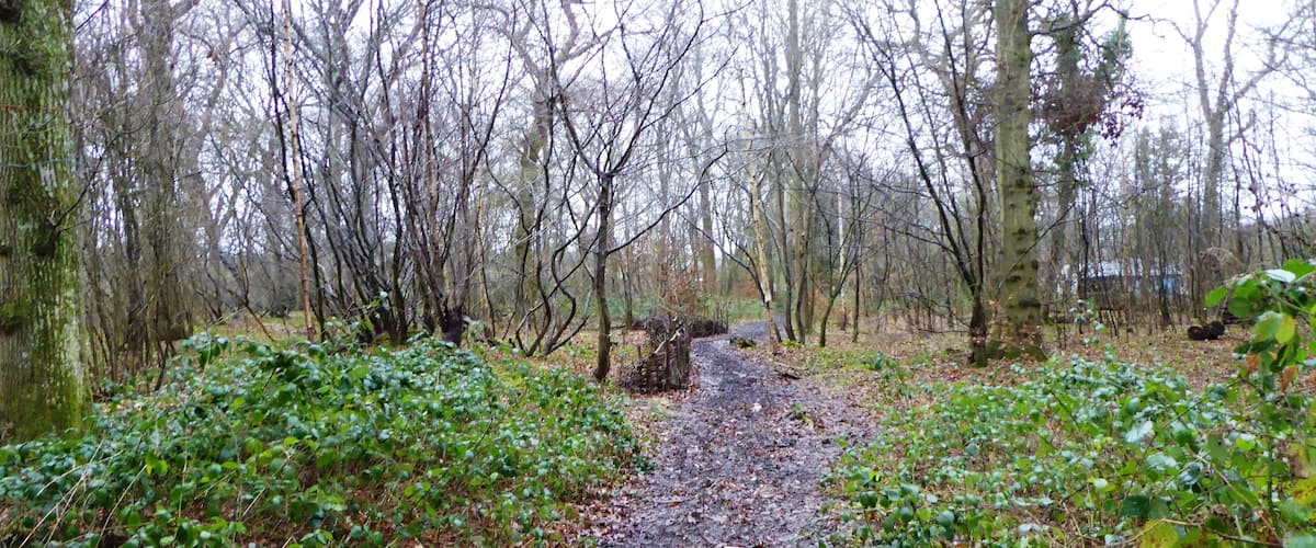 A muddy forest path surrounded by leaf-covered ground and trees.
