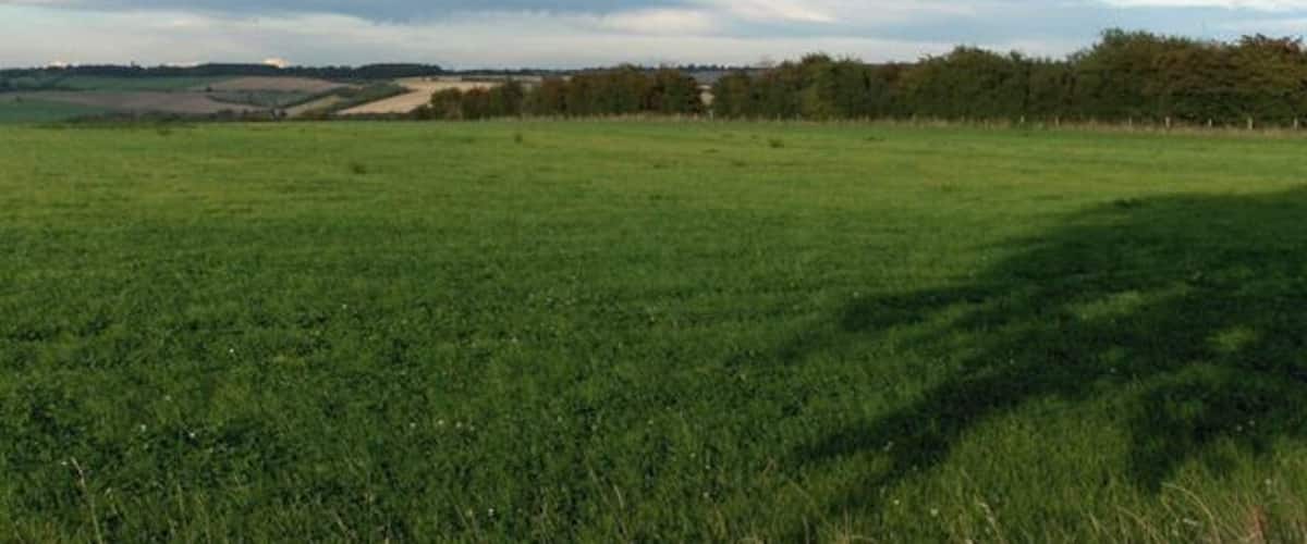 A vast green field with a line of trees in the distance and a cloudy sky.