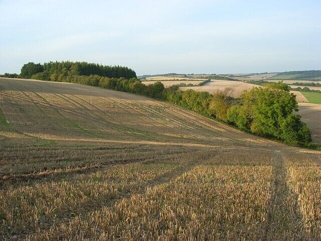 Farmland, Aldbourne Looking from Loves Copse towards the southern end of the copse on Southward Down.