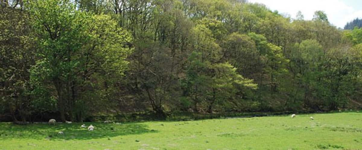 A grassy field with trees and a few sheep.
