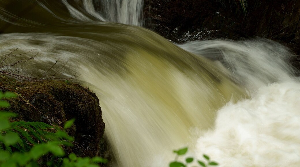 Seen after a period of wet weather. See the video: www.youtube.com/watch?v=i9l9jCvOLLc