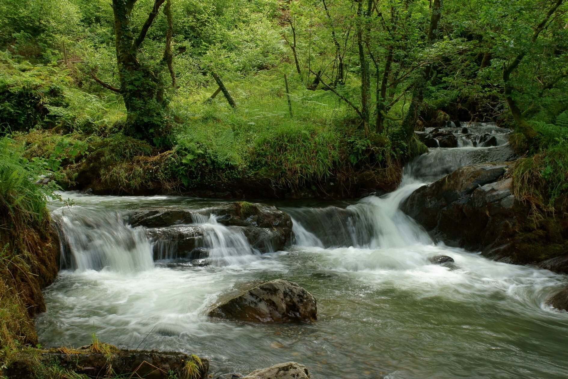 Seen after a period of wet weather.