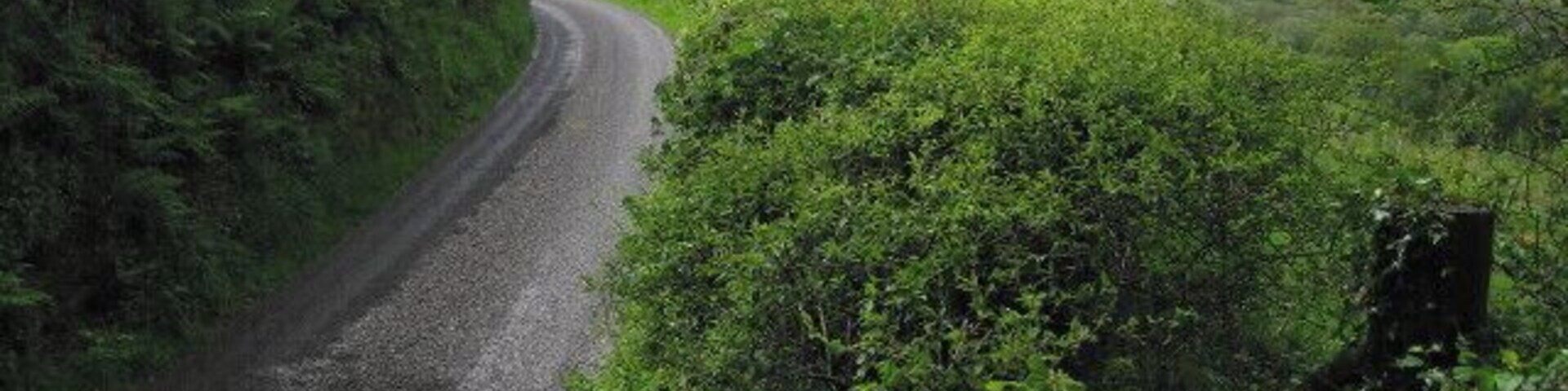 A narrow gravel road winding through lush green vegetation.