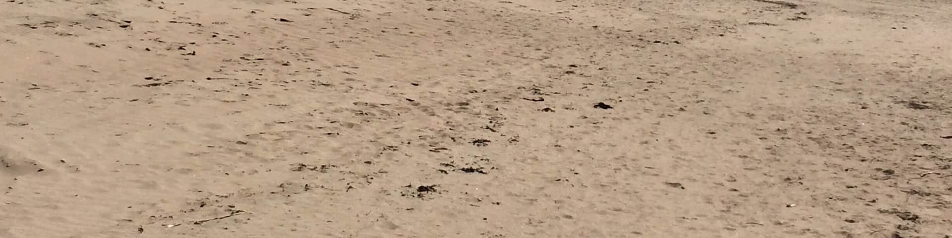 Fantastic and huge beach at Aberffraw backed by acres of sand dunes. Views over to Snowdonia.