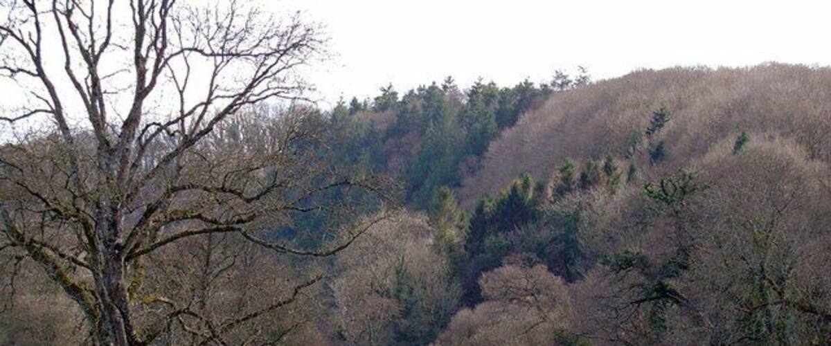 A river flowing through a valley with trees and hills in the background.