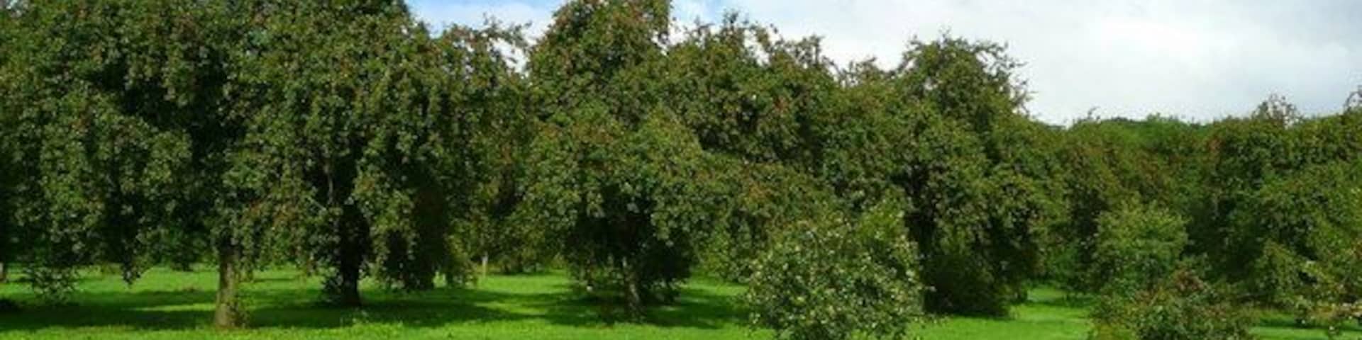 Old cider orchard Opposite Dyffryn, looking east.