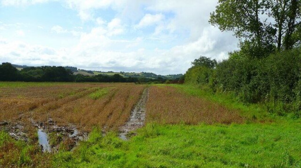 Footpath north-west. Taken from the same point as 928155 this path leads to Jury Barn.