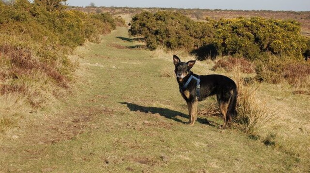 Bridleway from Knaplock towards B3223