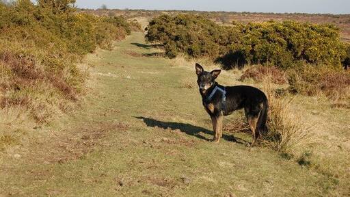 Bridleway from Knaplock towards B3223