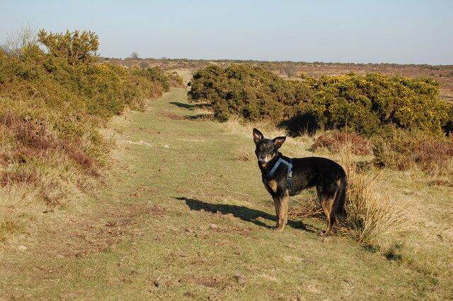 A dog standing on a grassy path with bushes in the background.