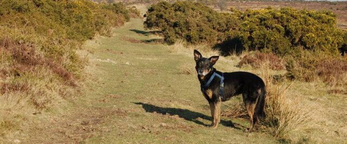 A dog standing on a grassy path with bushes in the background.
