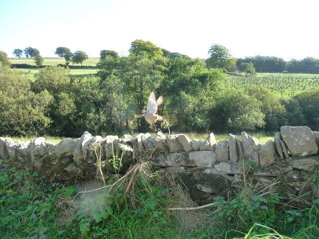 Exmoor : Stone Wall & Pheasant