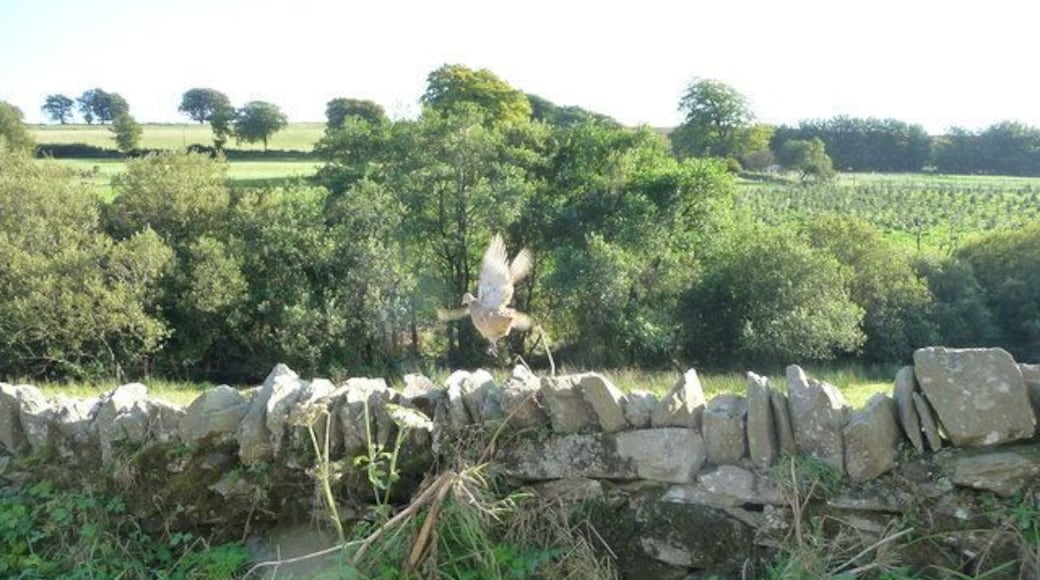 Exmoor : Stone Wall & Pheasant