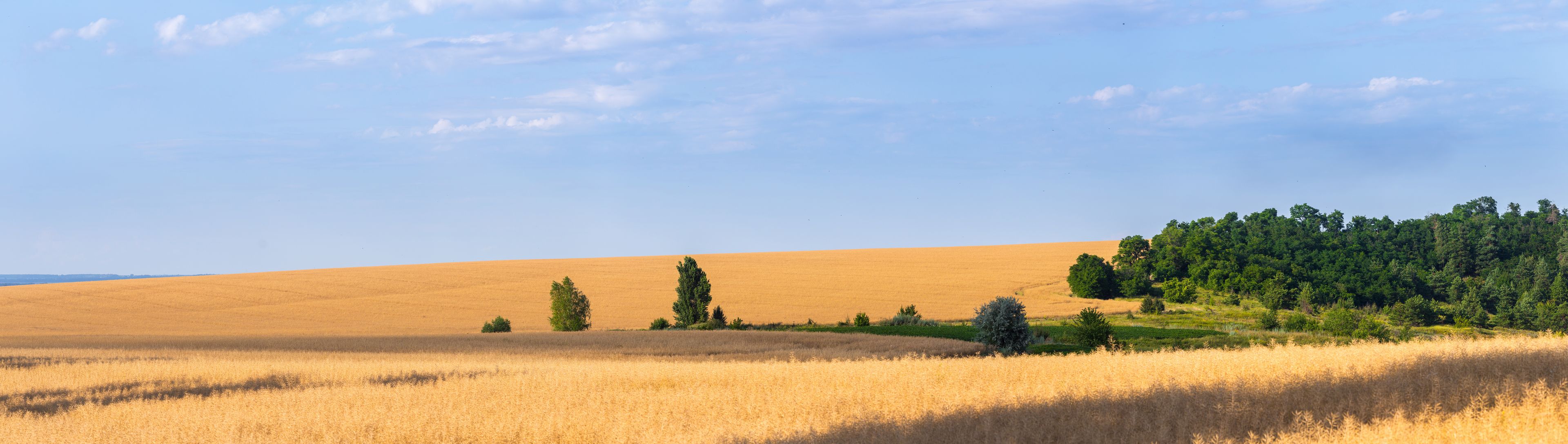 A panoramic landscape of a vast golden field of ripened rapeseed in the Bohuslav region, Kyiv Oblast, Ukraine. Green trees stand on the hill under a light blue sky with clouds.