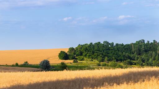 A panoramic landscape of a vast golden field of ripened rapeseed in the Bohuslav region, Kyiv Oblast, Ukraine. Green trees stand on the hill under a light blue sky with clouds.