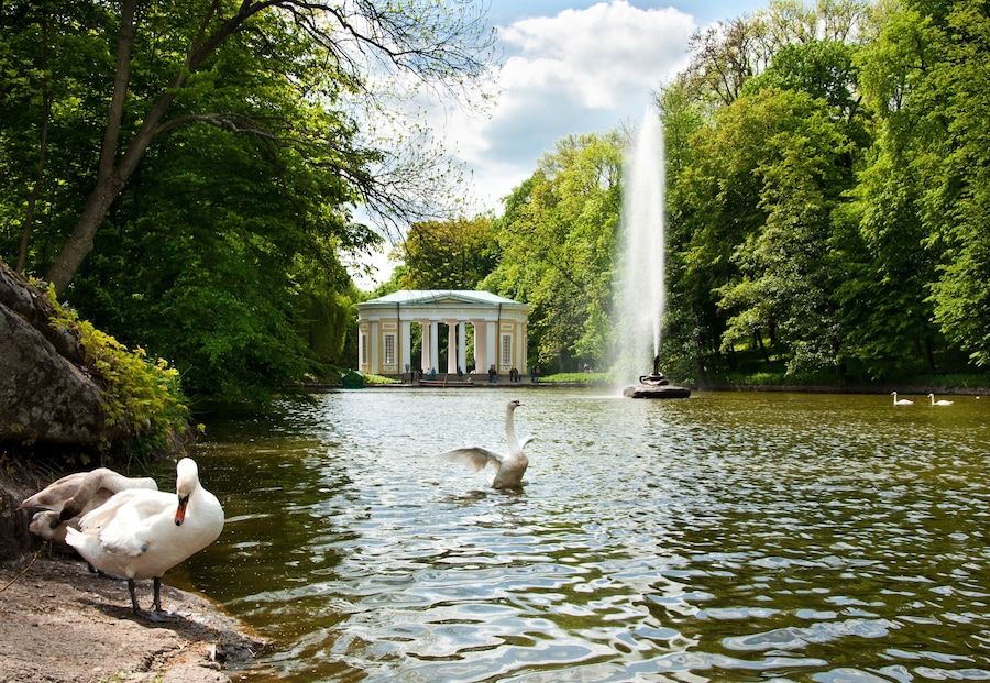 Un cisne en un lago con una fuente y un edificio clásico al fondo.
