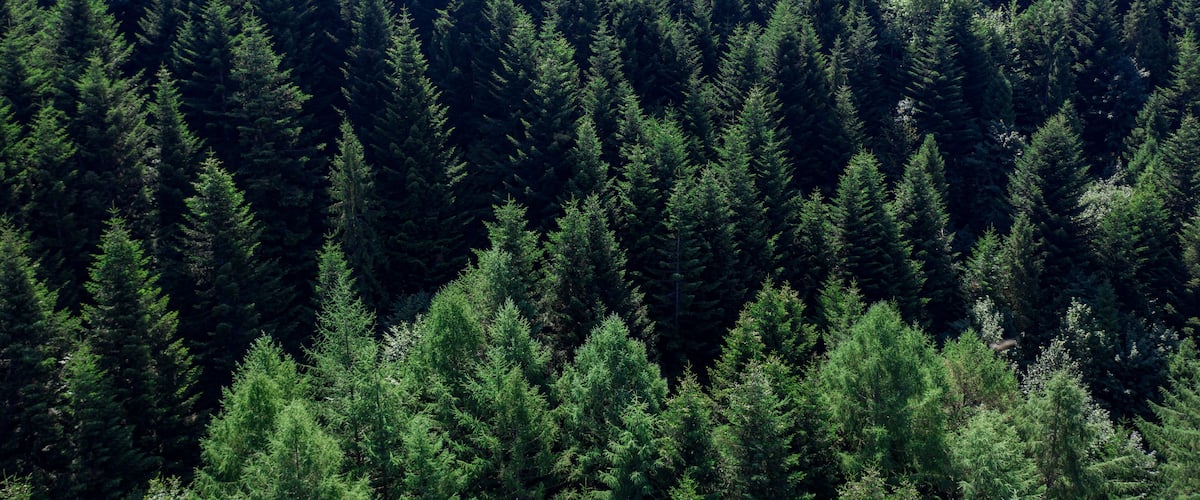 A dense forest with tall evergreen trees.