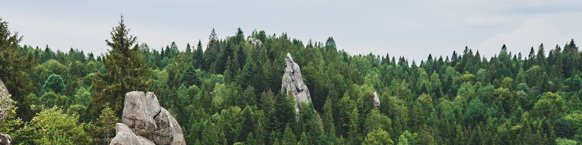 High cliffs in green pine fores. Summer landscape in Skole Beskids national nature park, Ukraine