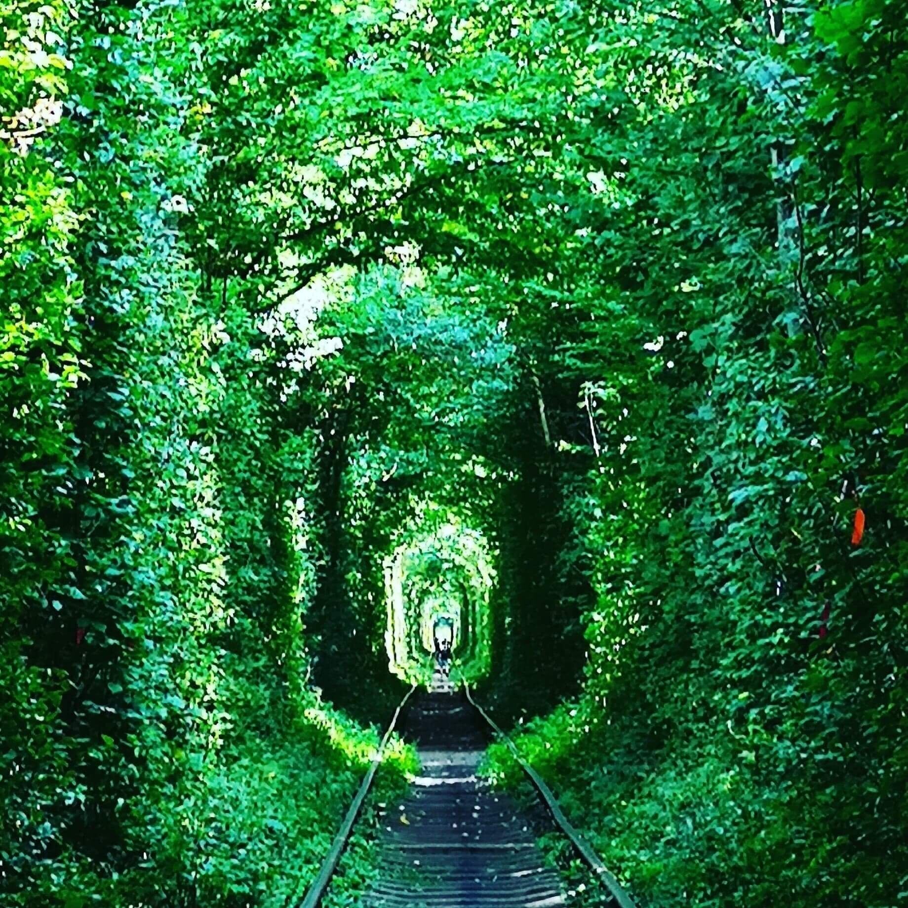 A tunnel surrounded by dense green foliage.