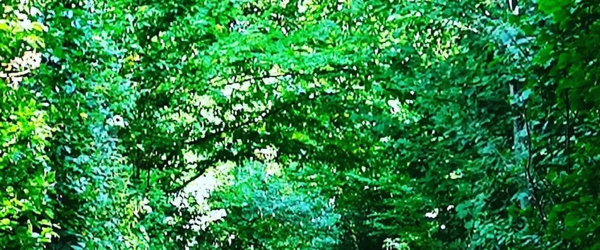 A tunnel surrounded by dense green foliage.