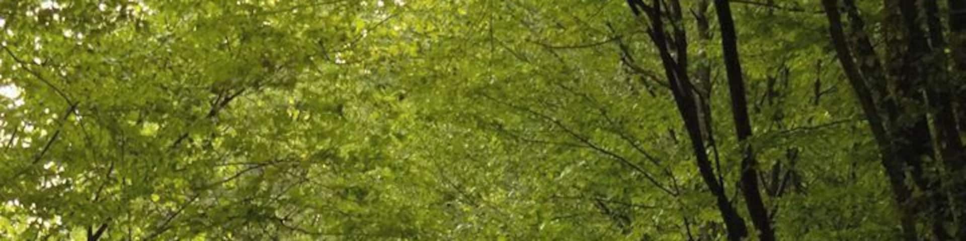 Did you think that this is photoshop? No, this place does exist. #Green