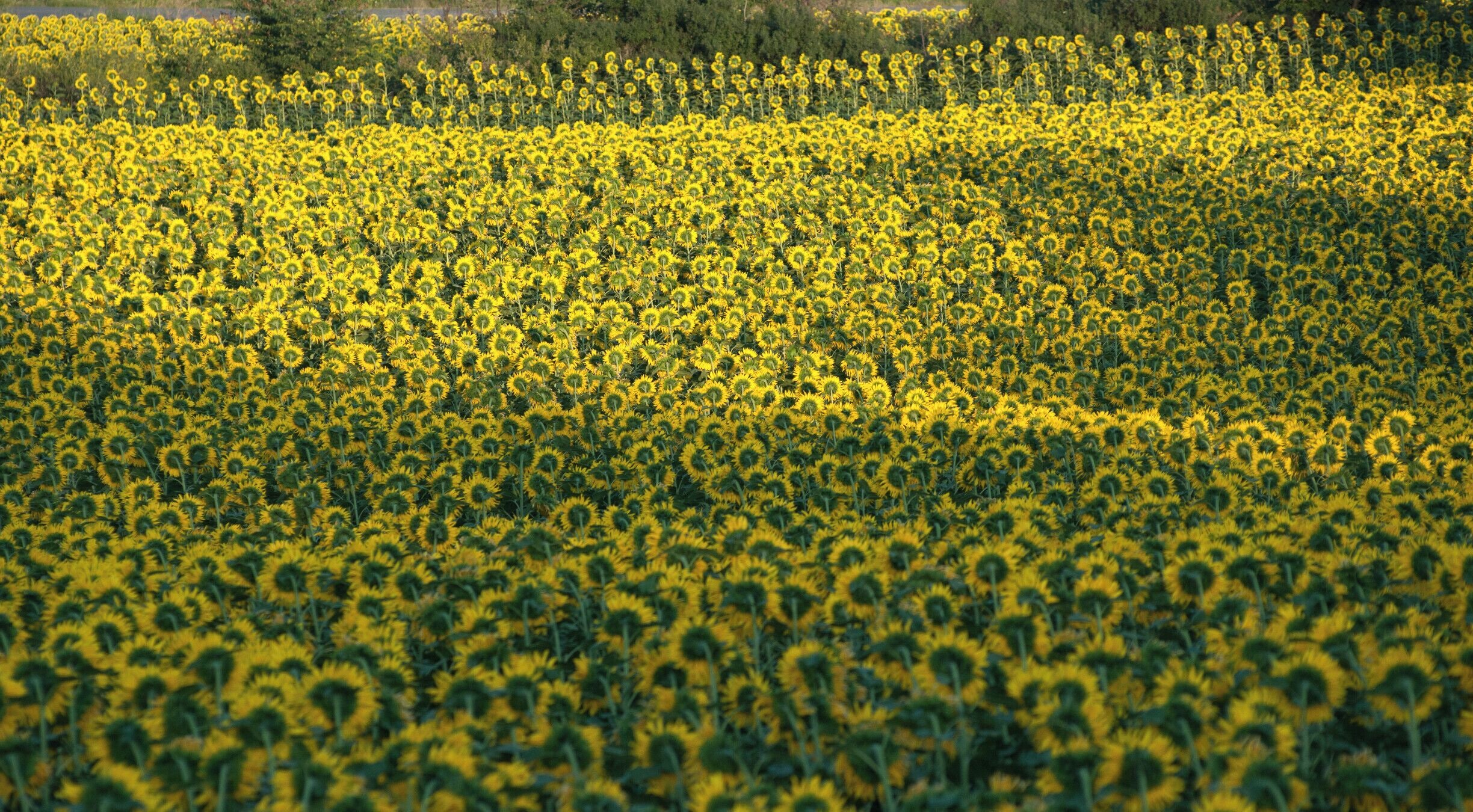 I felt really happy at sunset, gazing at the sunflowers. I don't know why, but I kept recalling my time spent in southern France, with a twist of Turkish hospitality.
#patterns