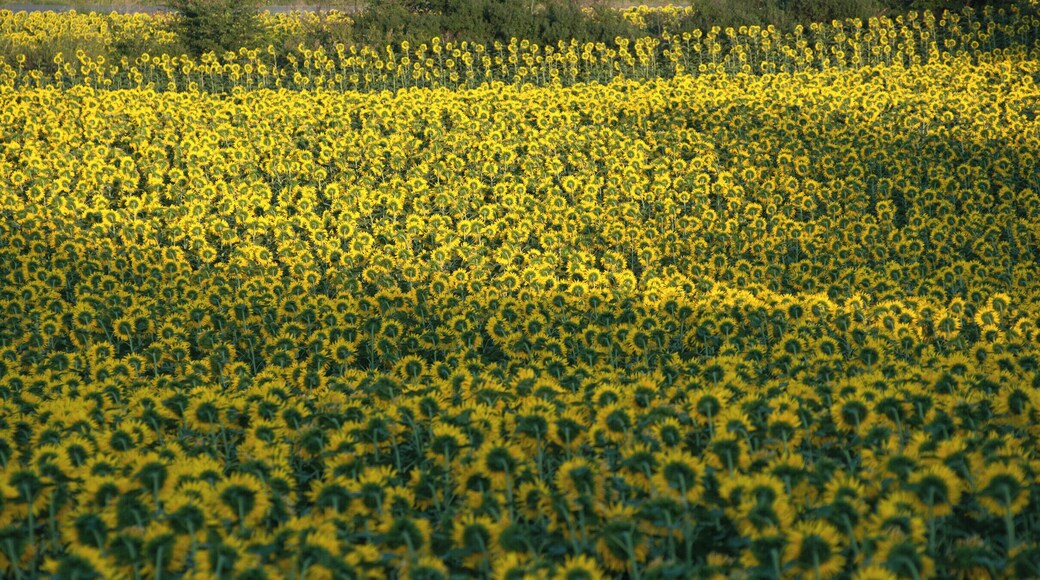 I felt really happy at sunset, gazing at the sunflowers. I don't know why, but I kept recalling my time spent in southern France, with a twist of Turkish hospitality.
#patterns