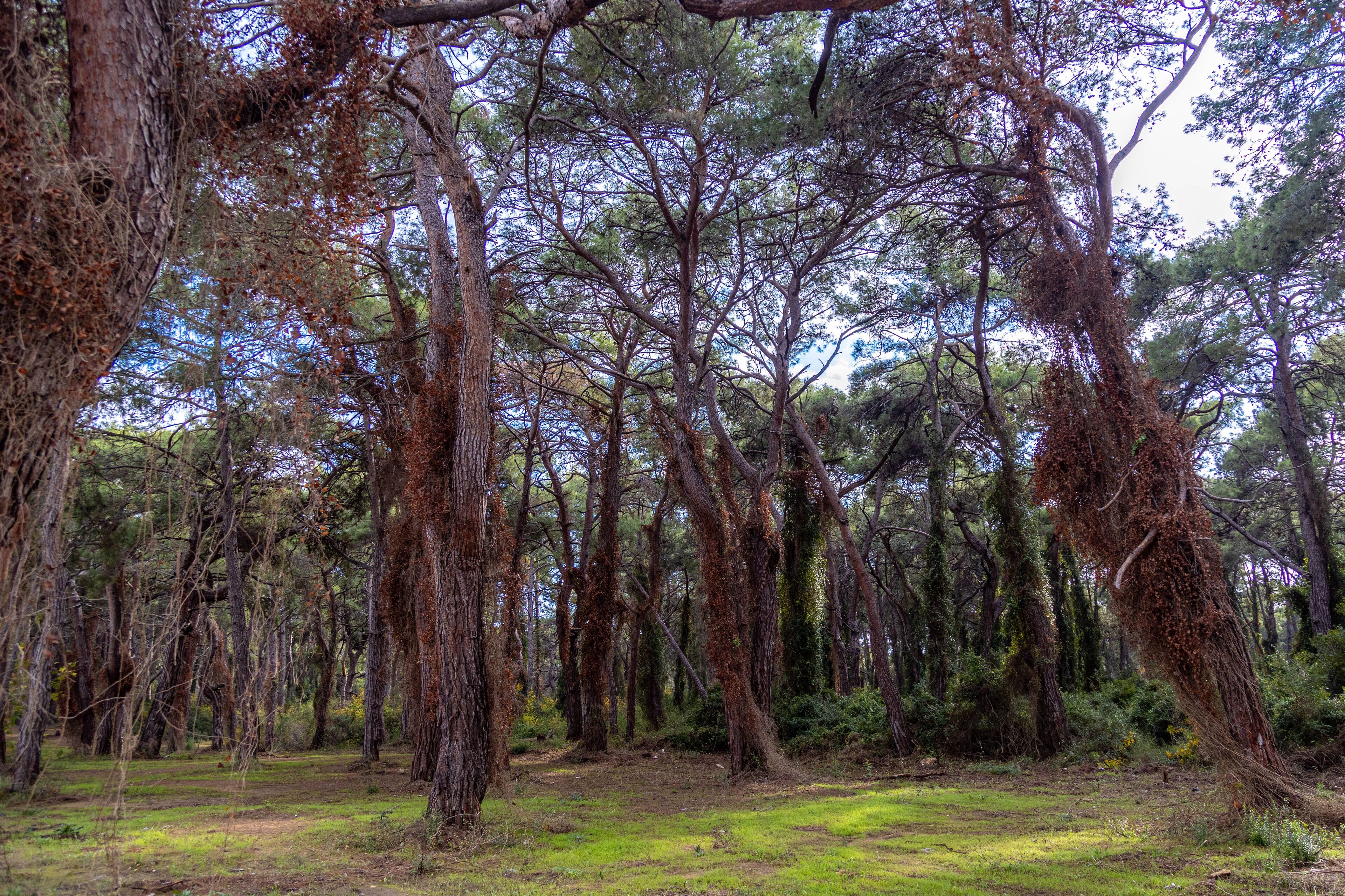 Green lawn in in the mysterious forest with tree trunks covered with ivy . Sorgun Forest, Manavgat, Antalya province, Turkey