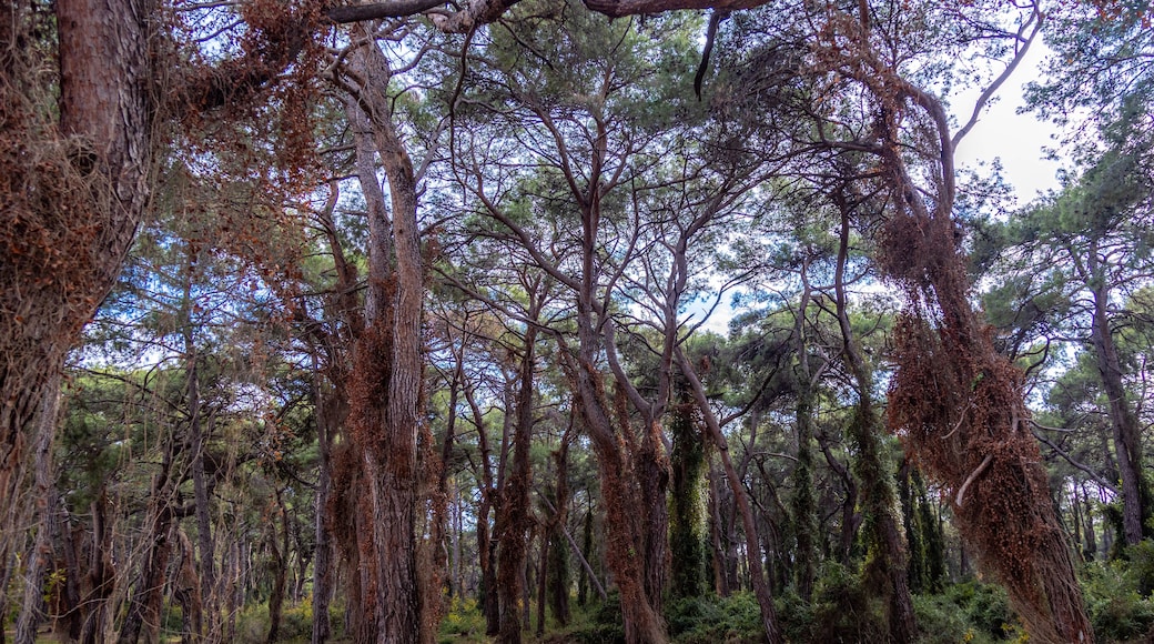 Green lawn in in the mysterious forest with tree trunks covered with ivy . Sorgun Forest, Manavgat, Antalya province, Turkey