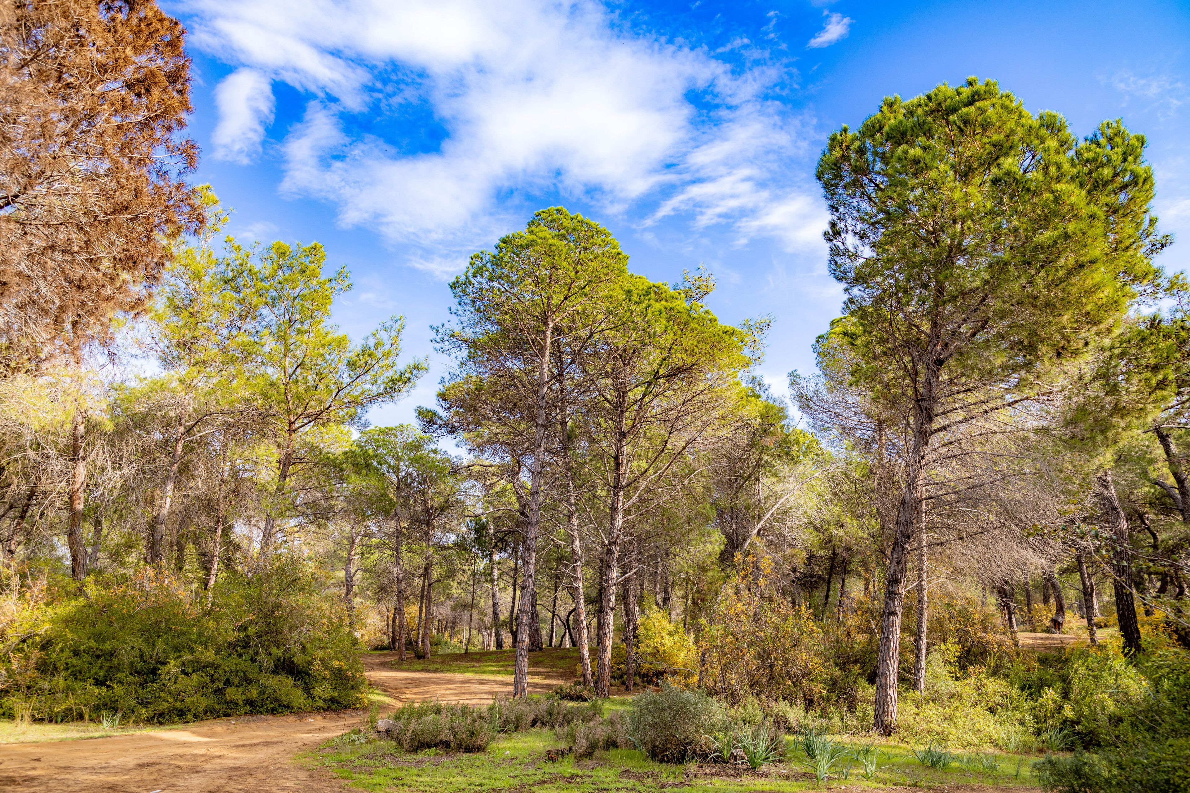 Lawn in Sorgun Forest on a sunny day. Manavgat, Antalya, Turkey