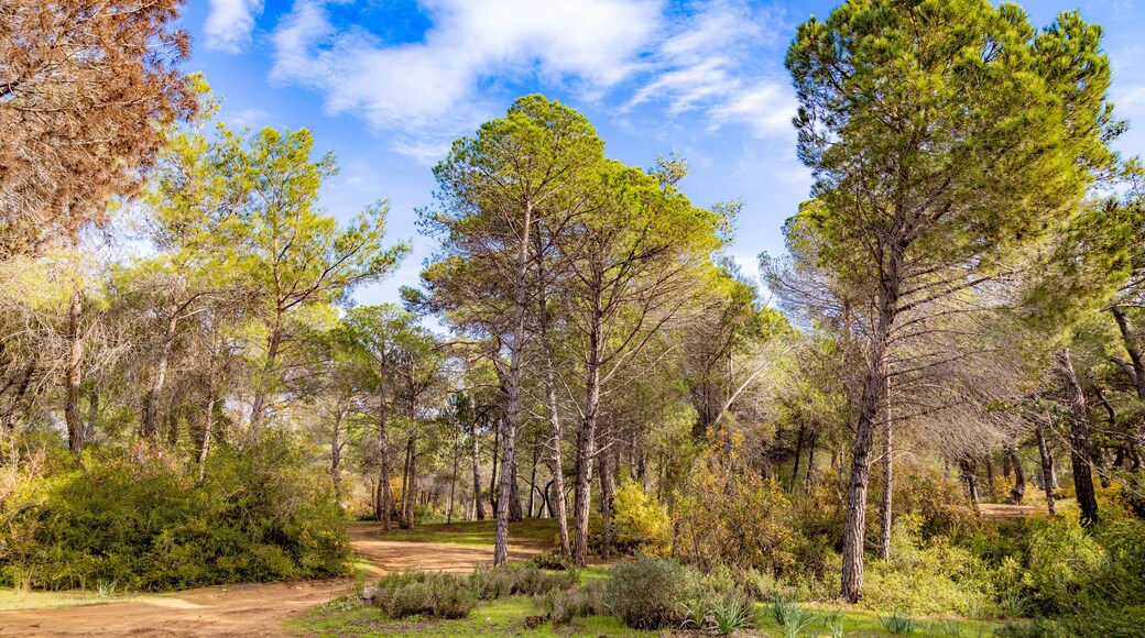 Lawn in Sorgun Forest on a sunny day. Manavgat, Antalya, Turkey