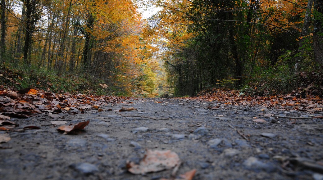 Belgrad Forests - İstanbul - TURKEY