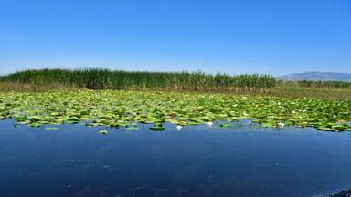 White lotus flowers and green large leaves in the lake. Water lily field