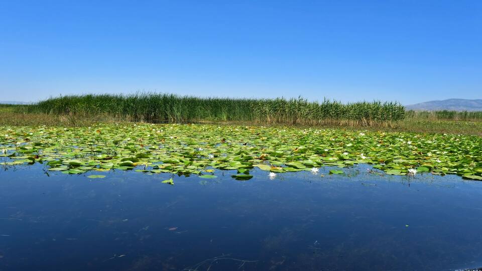 A pond with lily pads and reeds under a clear blue sky.