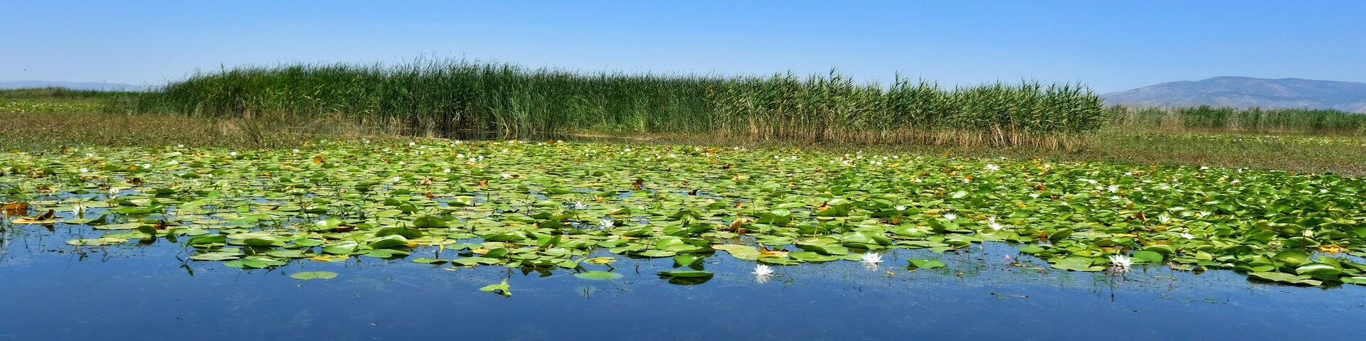 White lotus flowers and green large leaves in the lake. Water lily field