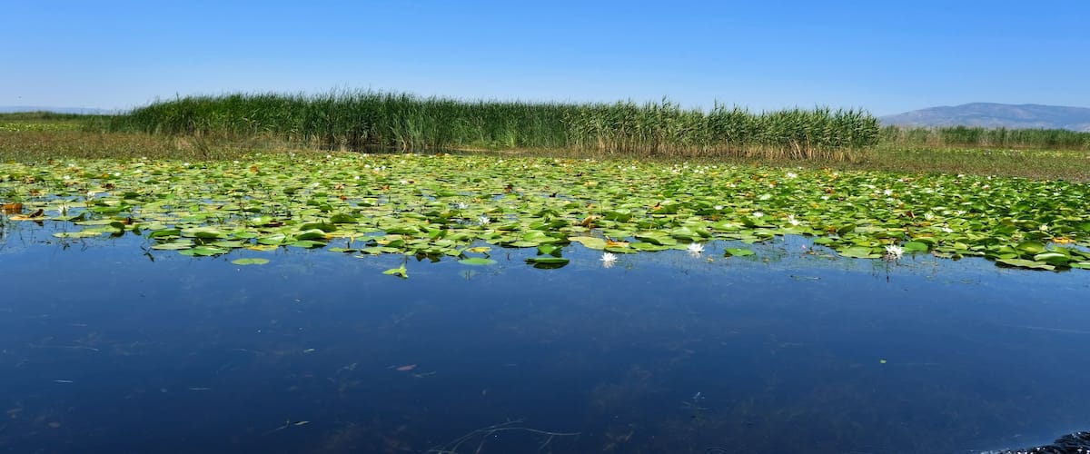 A pond with lily pads and reeds under a clear blue sky.