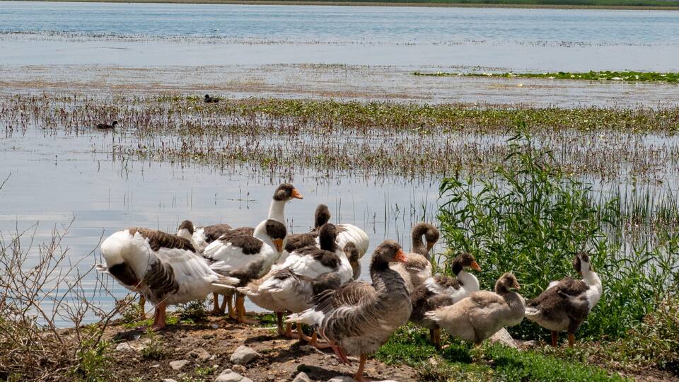 A group of ducks near a body of water with sparse vegetation.