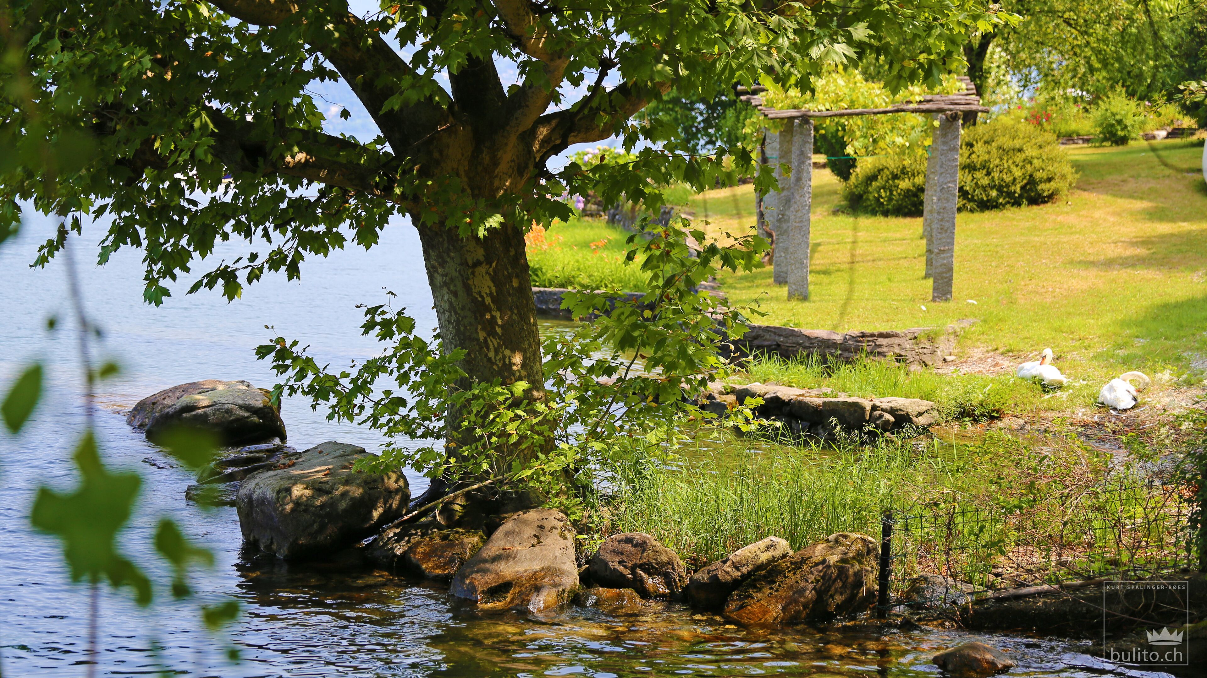 A serene pond with rocks, a tree, and swans.