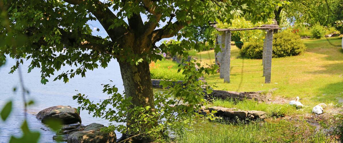 A serene pond with rocks, a tree, and swans.