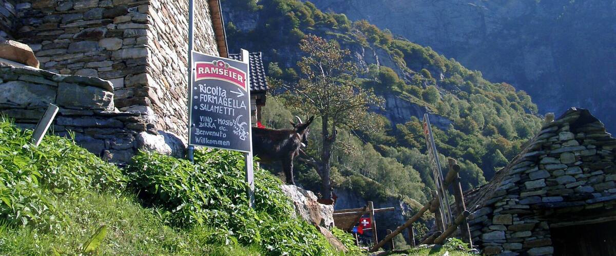 Auf der Alp Odro. Odro ist eine Alp und Rustici-Siedlung (1240 m.ü.M.) oberhalb von Vogorno im Tessiner Valle Verzasca. In Odro werden noch schwarze Verzascaziegen im Sommer gehalten aus deren Milch köstlicher Ziegenkäse hergestellt wird. Von Odro aus bietet sich ein atemberaubender Ausblick auf die Tessinerberge und auf einen Teil des Lago Maggiore.