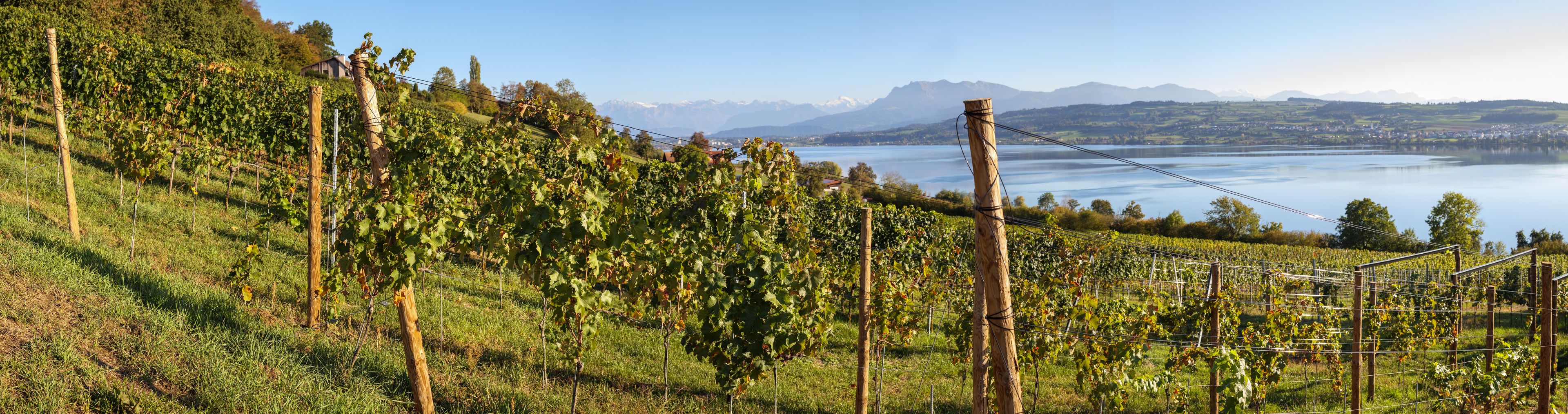 Beautiful vineyard panorama with mountain scenery. Rows of grapevines with stakes and wire. Lake Sempach and Mount Pilatus, Lucerne, Switzerland. Selective focus.