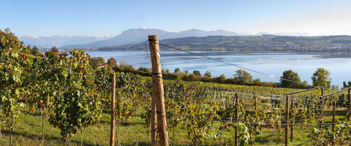 Beautiful vineyard panorama with mountain scenery. Rows of grapevines with stakes and wire. Lake Sempach and Mount Pilatus, Lucerne, Switzerland. Selective focus.
