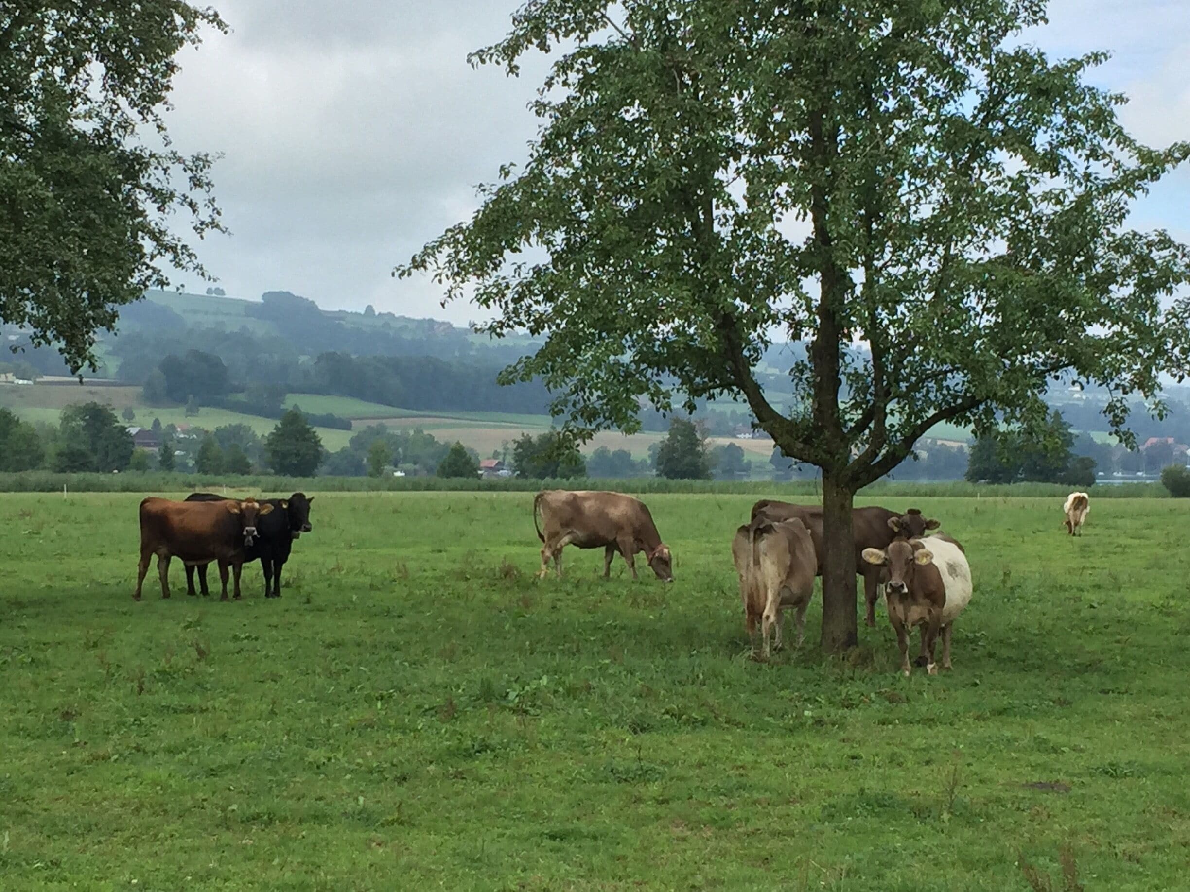 Some Swiss cows