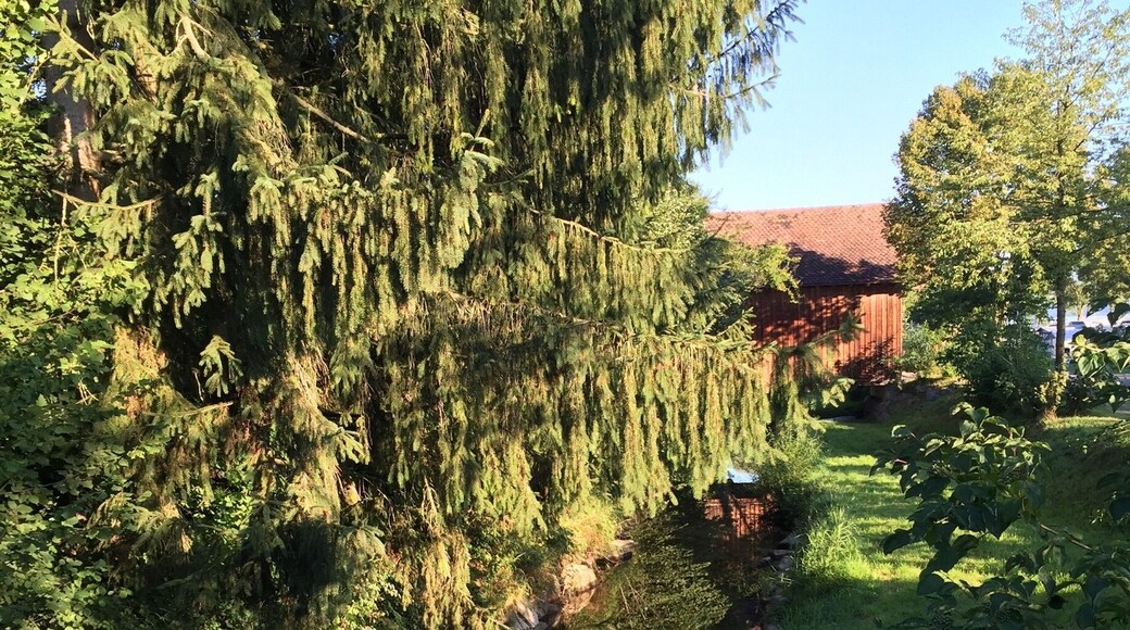 An early morning walk