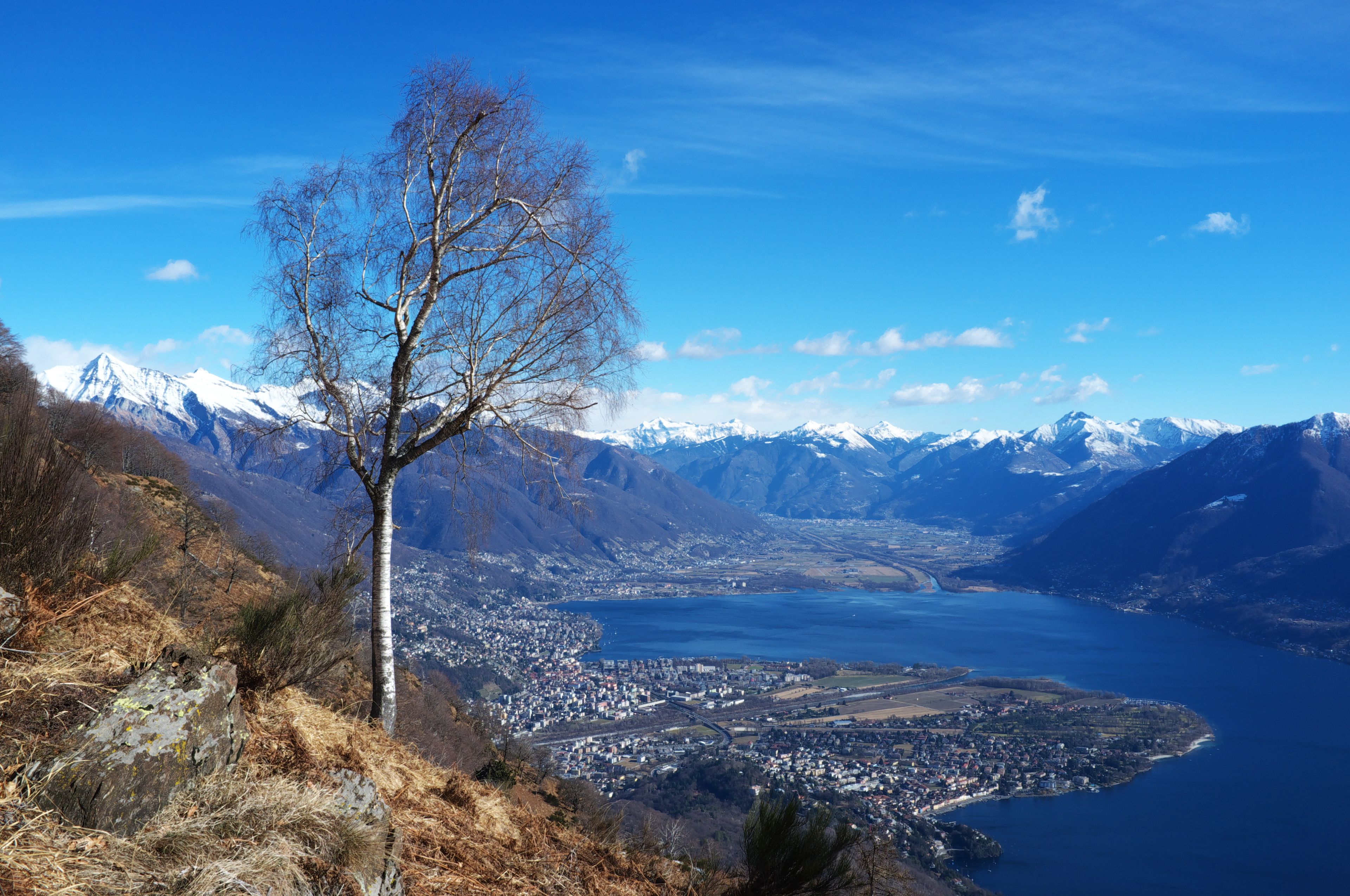 A leafless tree, a mountain range, and a lake with a town in the valley.