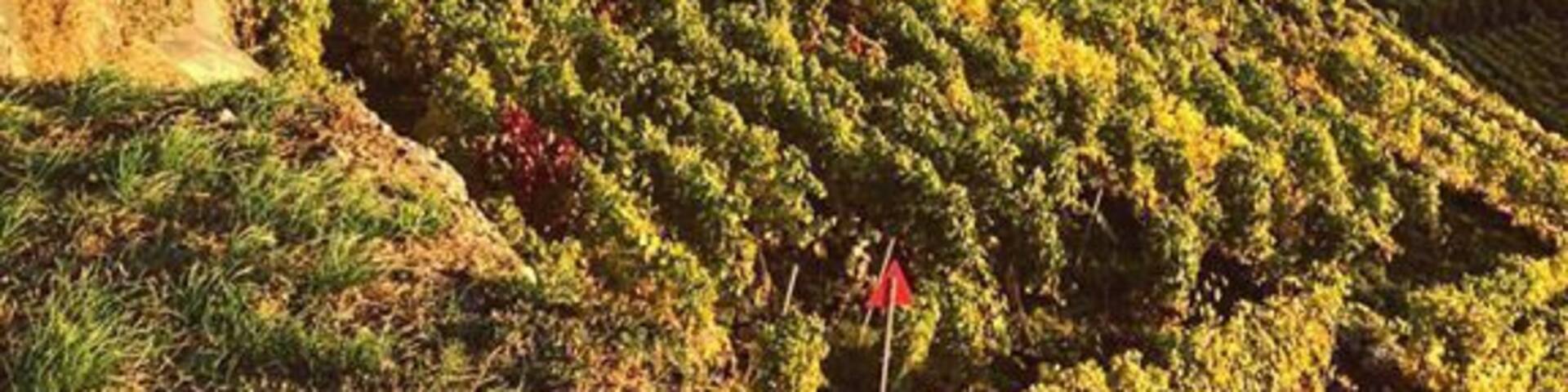 Unesco World Heritage site. The Lavaux Vineyard Terraces, stretching for about 30 km along the south-facing northern shores of Lake Geneva. Particularly breathtaking in the Fall. #lifeatexpedia #alps #switzerland
🇨🇭#winery