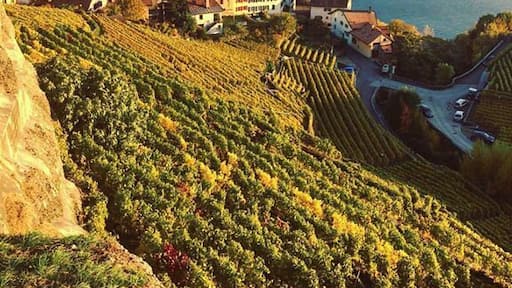Unesco World Heritage site. The Lavaux Vineyard Terraces, stretching for about 30 km along the south-facing northern shores of Lake Geneva. Particularly breathtaking in the Fall. #lifeatexpedia #alps #switzerland
🇨🇭#winery